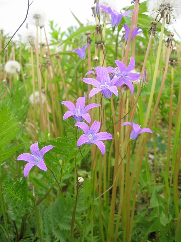 Spreading bellflower (Campanula patula)