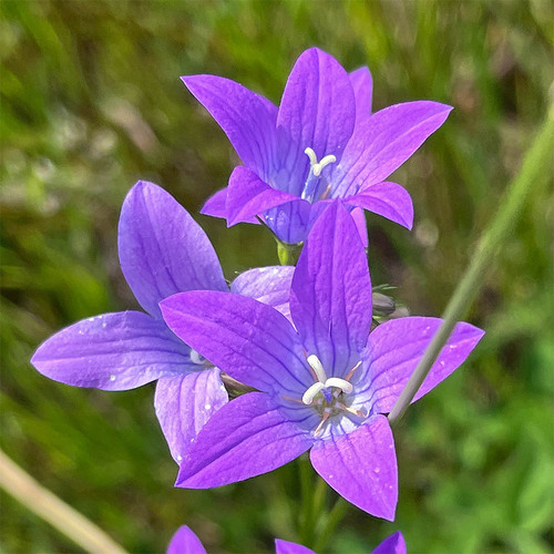 Spreading bellflower (Campanula patula)