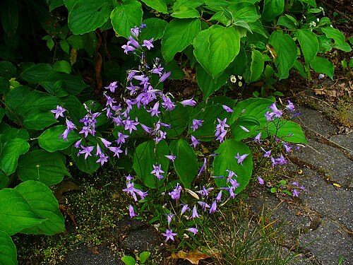 Spreading bellflower: Campanula patula , Spreading Bellflower, habitus; Stutensee , Germany .
