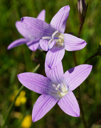 Spreading bellflower (Campanula patula)