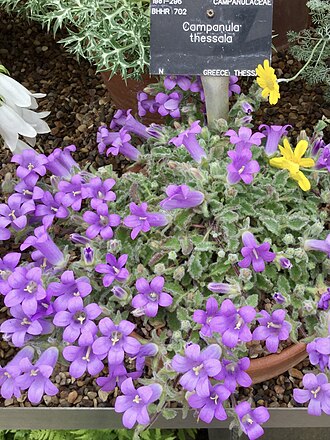 Campanula pelia: Campanula pelia. Royal Botanic Gardens, Kew.