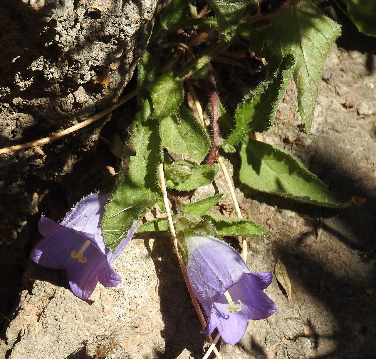 Campanula pelviformis: Campanlua pelviformis , Zakros Gorge , Crete , Greece