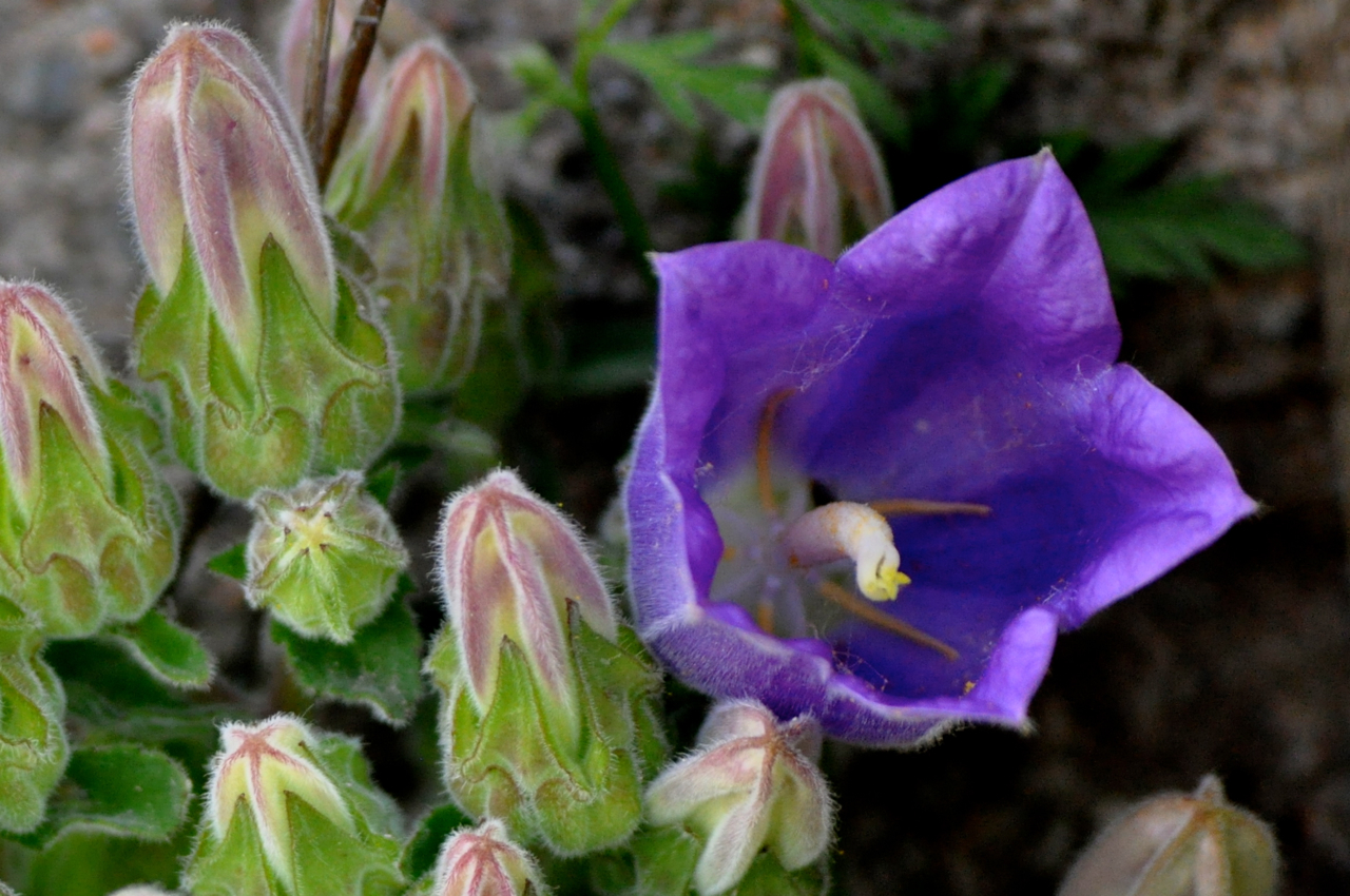 Campanula pelviformis: Campanula pelviformis "Endemic to the east of Crete, this plant has erect stems which are often woody, and hairy leaves, lanceolate, toothed and stalked at the