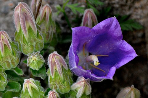 Campanula pelviformis: Campanula pelviformis "Endemic to the east of Crete, this plant has erect stems which are often woody, and hairy leaves, lanceolate, toothed and stalked at the