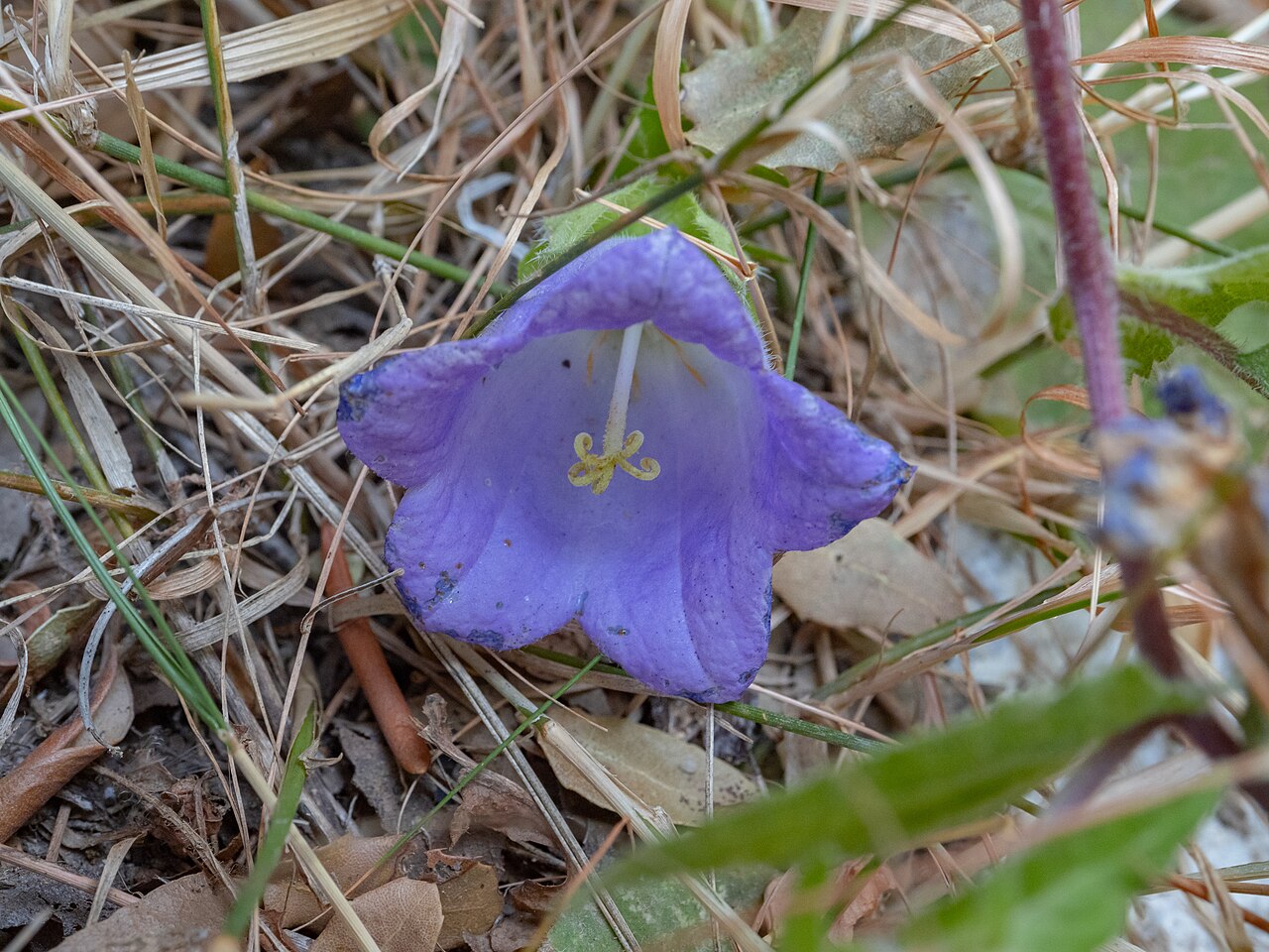 Campanula pelviformis: This is a photograph of a Natura 2000 protected area with ID
