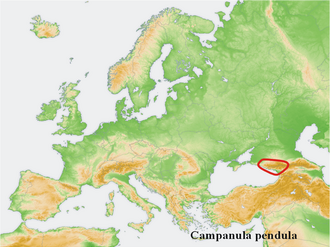 Campanula pendula: Distribution map of some species of genus Campanula in Europe and near east. Try - according to information about the natural distribution given in the wikipedi