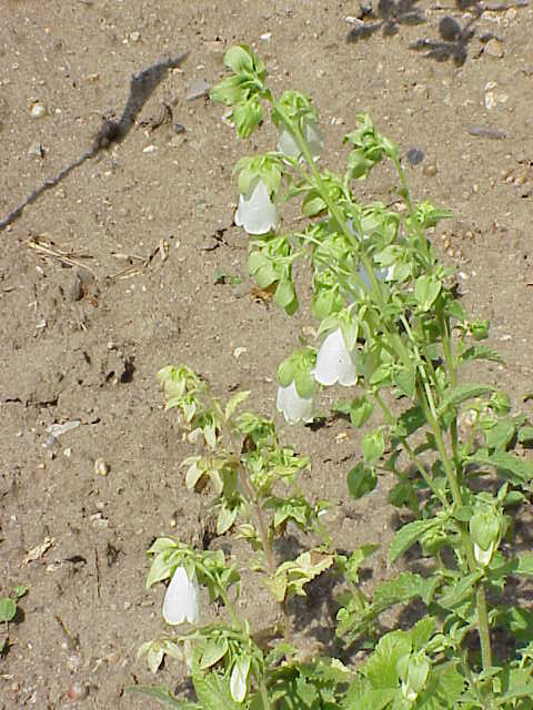 Campanula pendula: Species : Symphyandra pendula Family : Campanulaceae Image No. 2