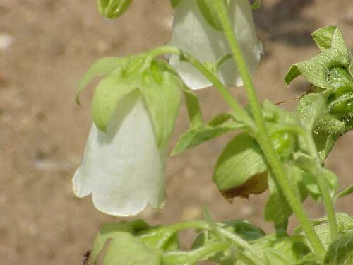 Campanula pendula: Species : Symphyandra pendula Family : Campanulaceae Image No. 1