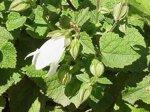 Campanula peregrina: Species : Campanula alliariifolia (file name misleading because of wrong ID by original author) Family : Campanulaceae Image No. 1