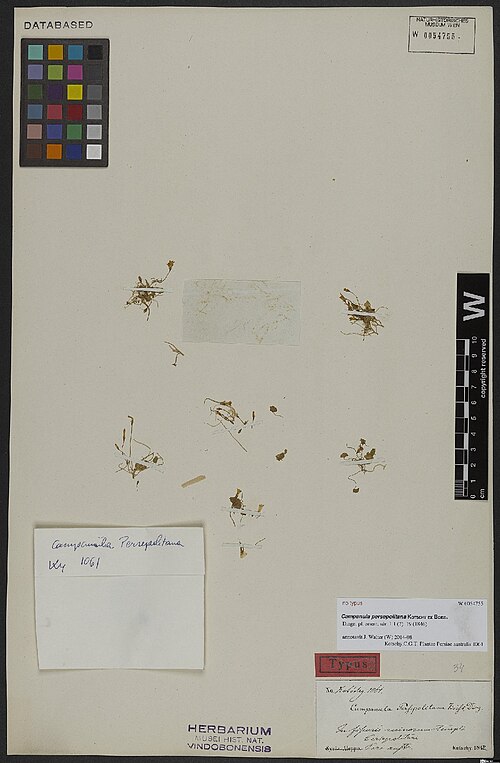 Campanula persepolitana: Campanula persepolitana — Herbarium specimen from In fissuris ruinarum templi Persepolitani, Iran. Collected by Kotschy,C.G.T. Plantae Persiae australis 1061 (1