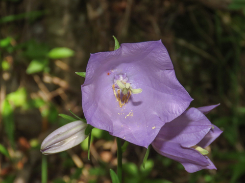 Peachleaf bellflower (Campanula persicifolia)