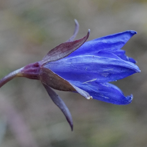 Peachleaf bellflower (Campanula persicifolia)