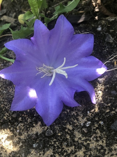 Peachleaf bellflower