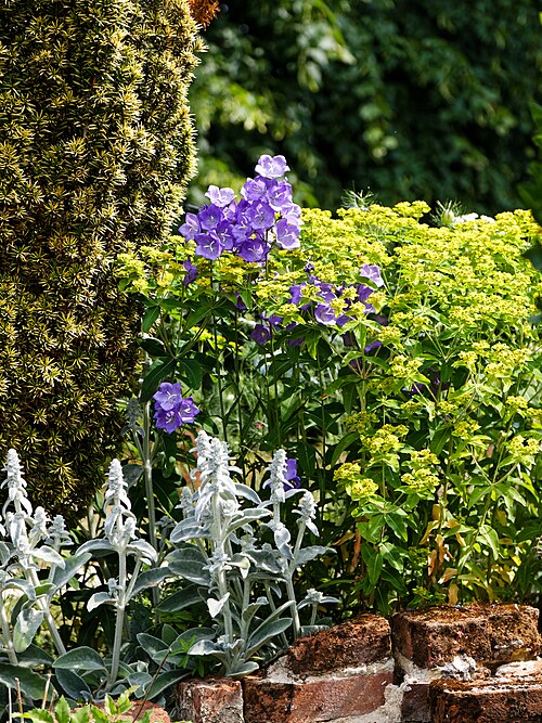 Peachleaf bellflower: Paper Bellflower Campanula persicifolia in the Italianate Garden of the Gardens of Easton Lodge. The gardens are the remains of a 1947 demolished house with est