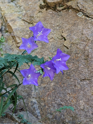 Peachleaf bellflower (Campanula persicifolia)
