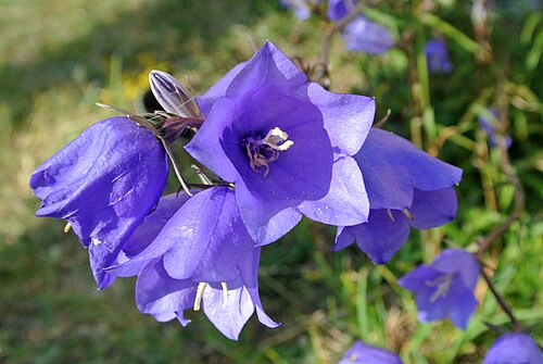Peachleaf bellflower: Campanula persicifolia near Tehumardi, Saaremaa Island, Estonia.
