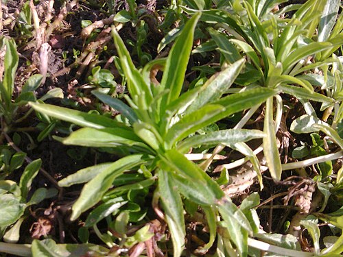 Peachleaf bellflower: The leaves of the Peach-leaved Bellflower (Campanula persicifolia) in Lónyaytelep, Transylvania.