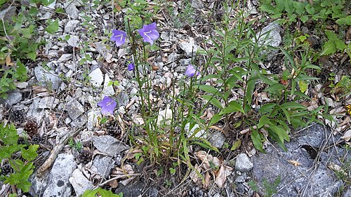 Peachleaf bellflower: Campanula persicifolia (peachleaf bellflower) at Haltgraben in Frankenfels