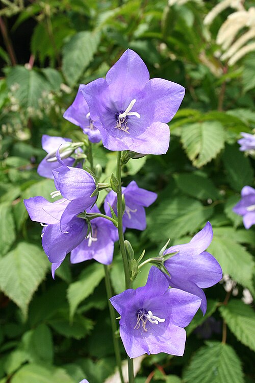 Peachleaf bellflower: Campanula persicifolia