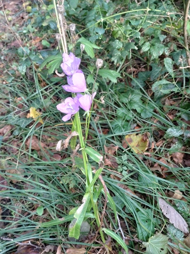 Peachleaf bellflower (Campanula persicifolia)