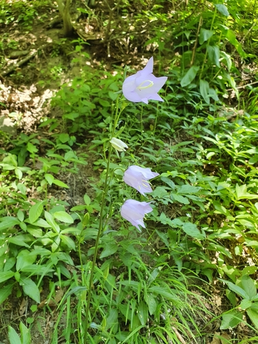 Peachleaf bellflower (Campanula persicifolia)