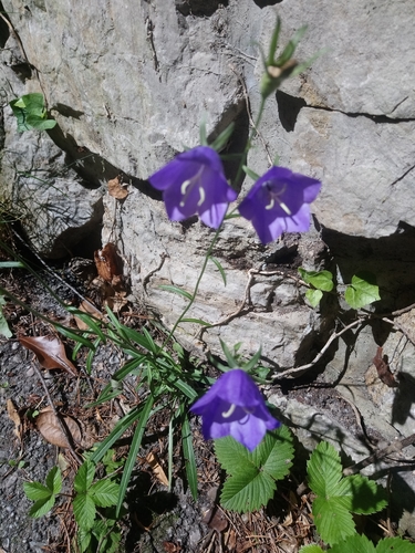 Peachleaf bellflower (Campanula persicifolia)
