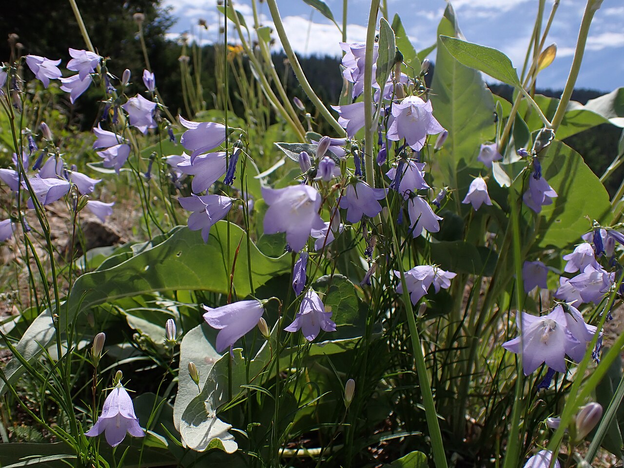 Western harebell: Harebell growing in parkland meadows on the gentle slopes in the upper elevations of the Triple Tree area, Gallatin Range, Gallatin County, Montana. Harebell he