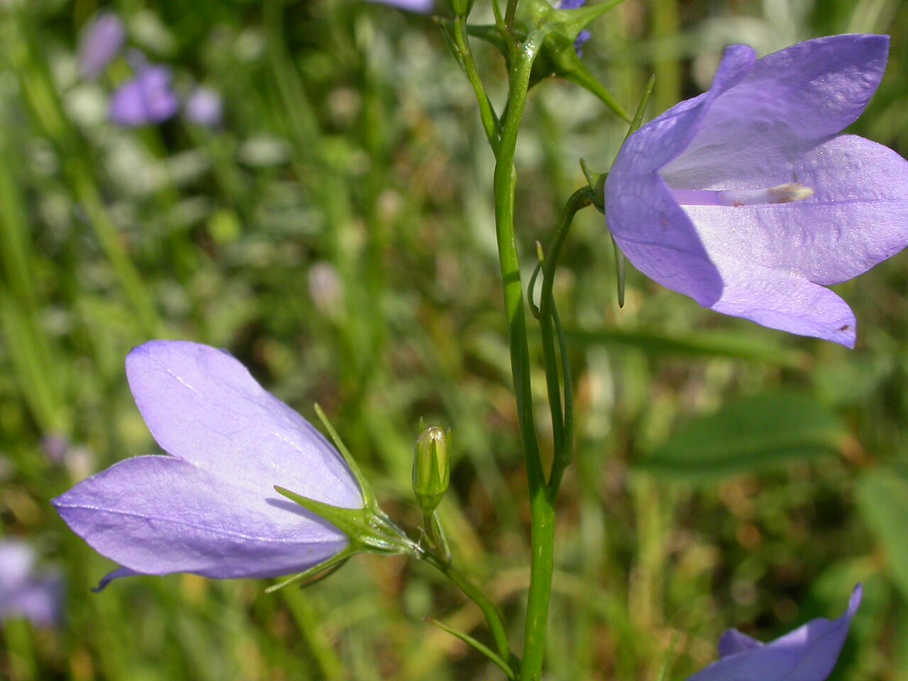 Western harebell: The bluish pendant to horizontally positioned bell flowers combined with narrow mostly basal leaves is characteristic of this common species.