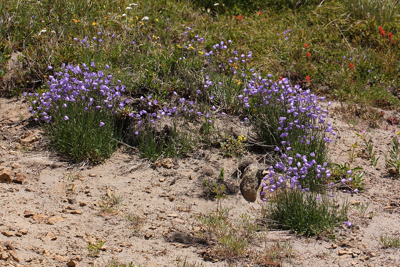 Western harebell: Bluebell Bellflower, Bluebell-of-scotland Viewpoint location: Juniper Ridge Trail 261 Dark Divide Viewpoint elevation: 1652 meter (5420 ft) Location source: Gar