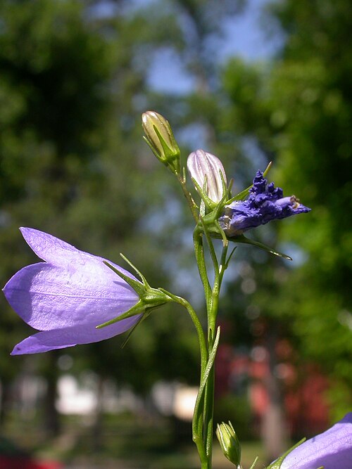 Western harebell: The bluish pendant to horizontally positioned bell flowers combined with narrow mostly basal leaves is characteristic of this common species.