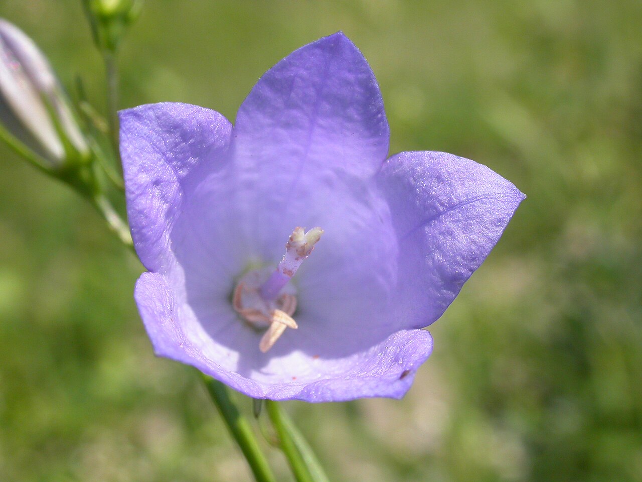 Western harebell: The bluish pendant to horizontally positioned bell flowers combined with narrow mostly basal leaves is characteristic of this common species.