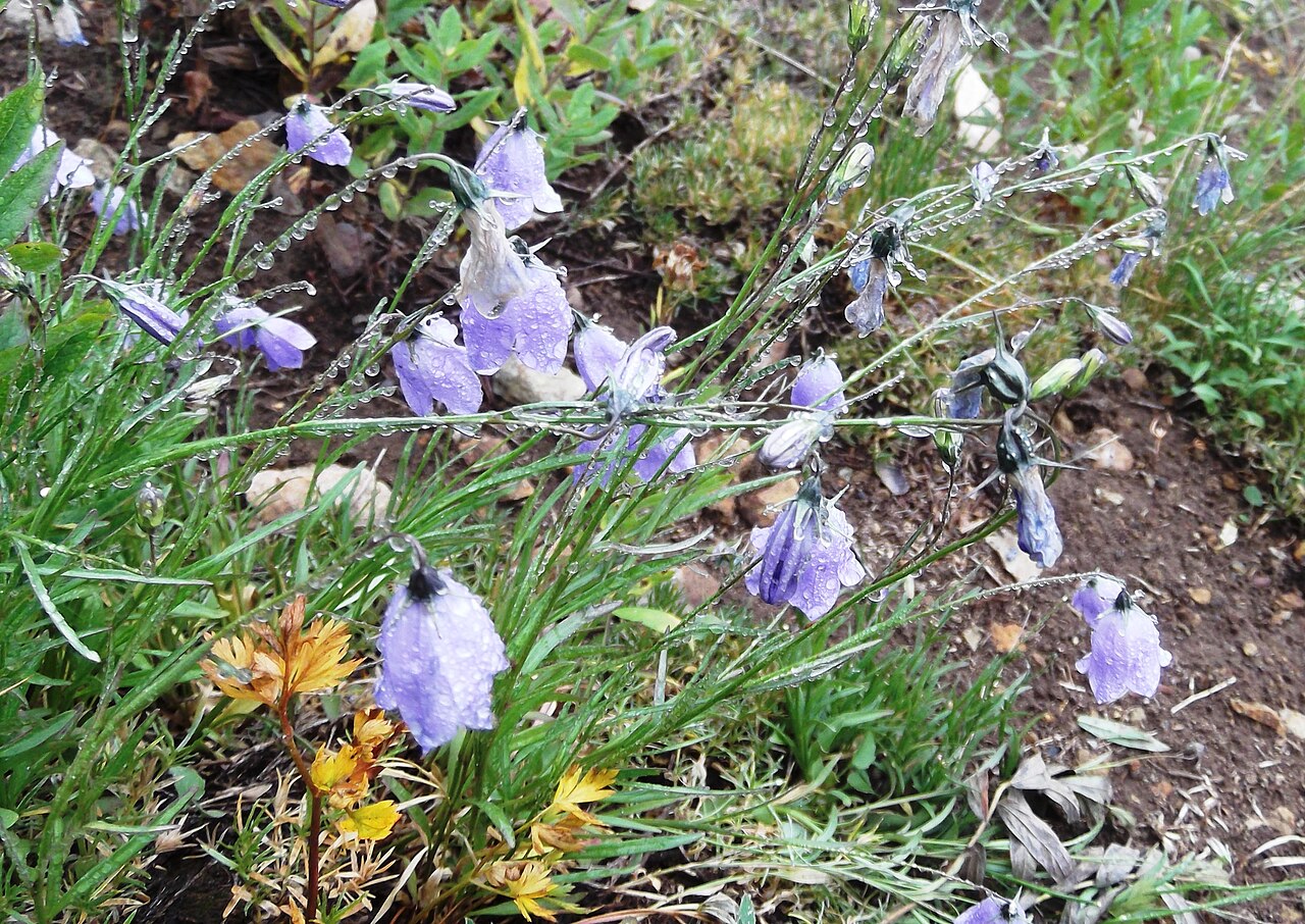 Western harebell: Campanula rotundifolia (harebell) biology.burke.washington.edu/herbarium/imagecollection.ph... Naches Peak Loop Trail about 1700 meters (5600 feet elevation) Wi