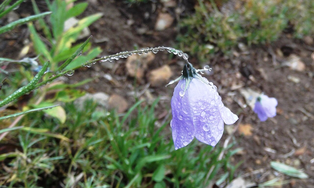 Western harebell: Campanula rotundifolia (harebell) biology.burke.washington.edu/herbarium/imagecollection.ph... Naches Peak Loop Trail about 1700 meters (5600 feet elevation) Wi