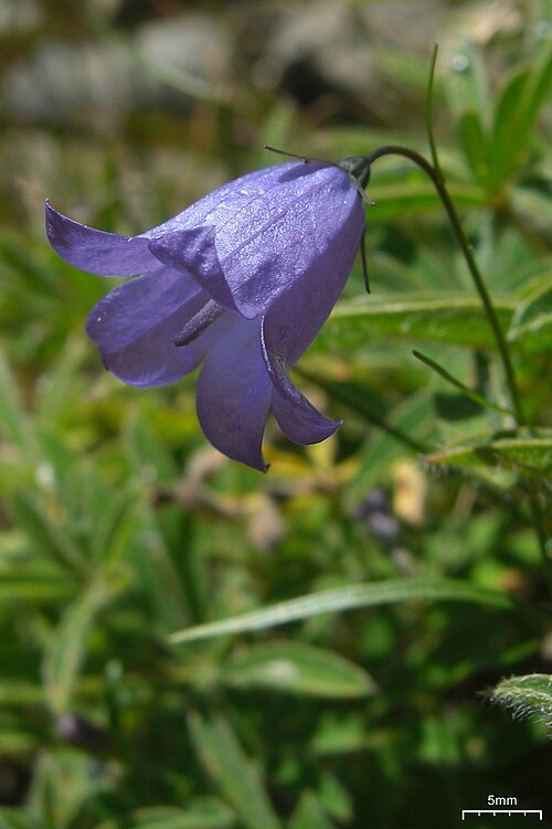 Western harebell: Campanula petiolata 20100913.44 Alpine Lakes Wilderness, WA