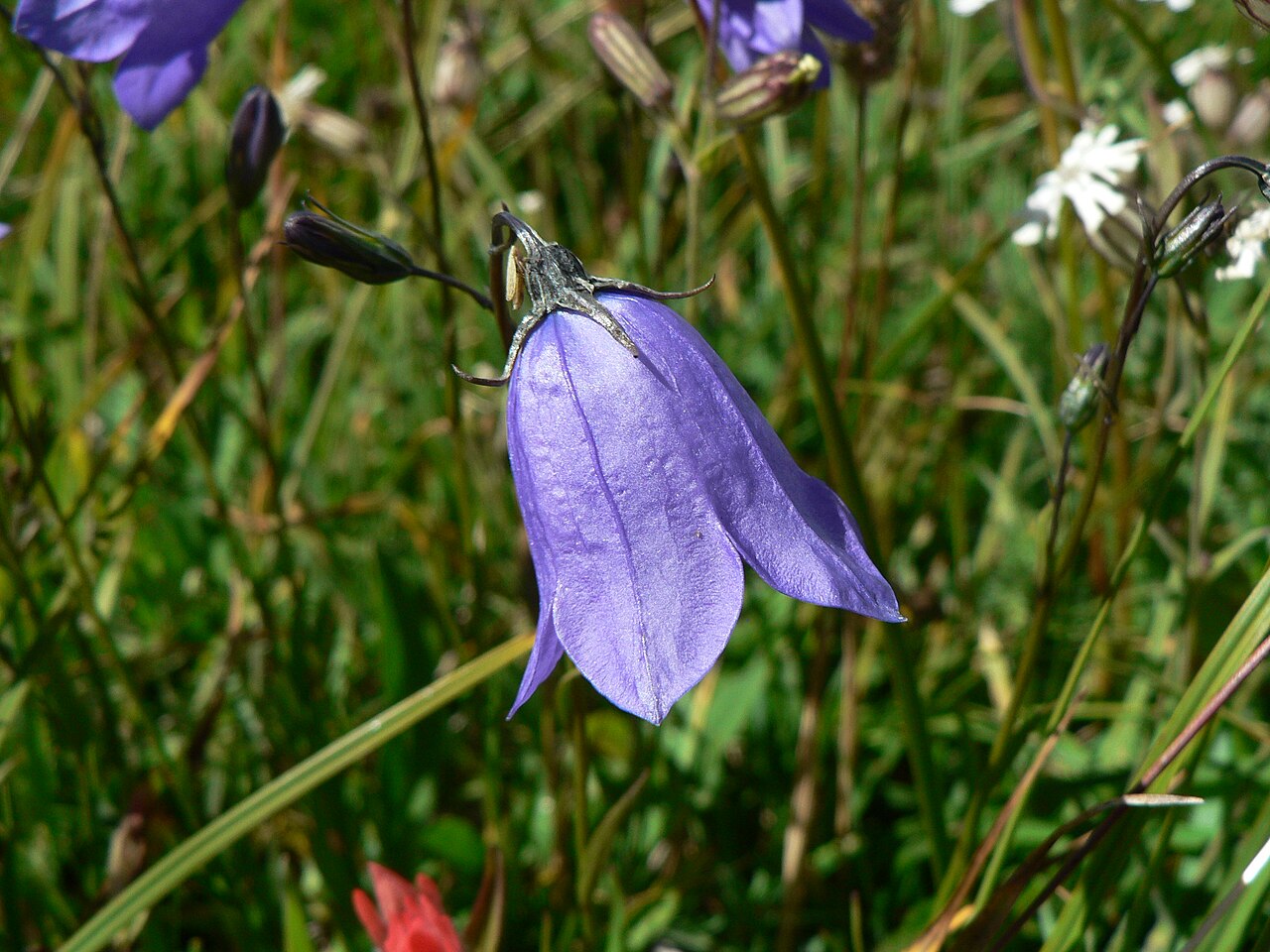 Western harebell: Bluebell Bellflower, Bluebell-of-Scotland