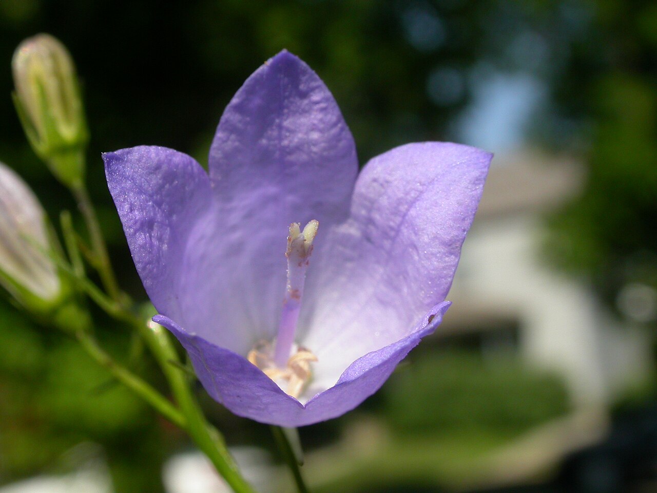 Western harebell: The bluish pendant to horizontally positioned bell flowers combined with narrow mostly basal leaves is characteristic of this common species.