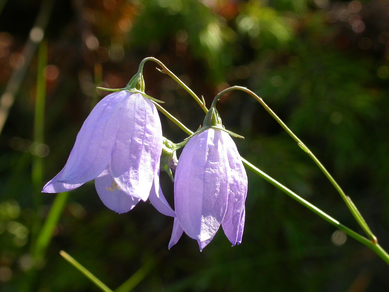 Western harebell: The bluish pendant to horizontally positioned bell flowers combined with narrow mostly basal leaves is characteristic of this common species.