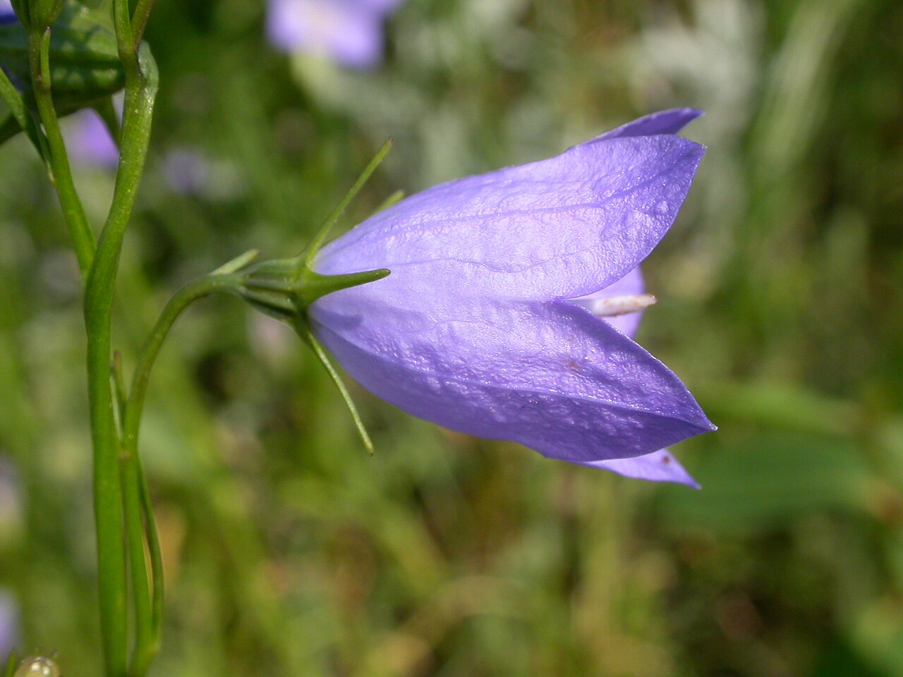 Western harebell: The bluish pendant to horizontally positioned bell flowers combined with narrow mostly basal leaves is characteristic of this common species.