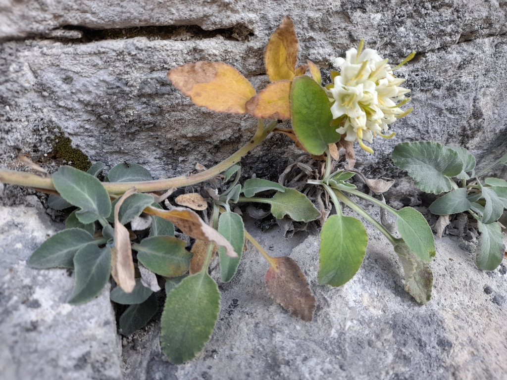 Campanula petraea (Campanula petraea)