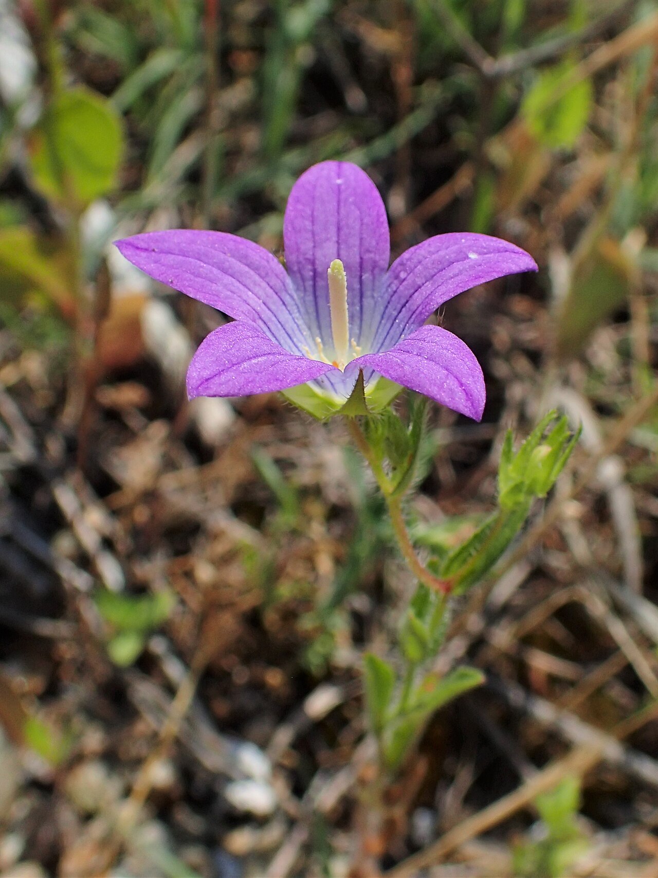 Campanula phrygia: Campanula phrygia in Plagia near Cherso, N Greece