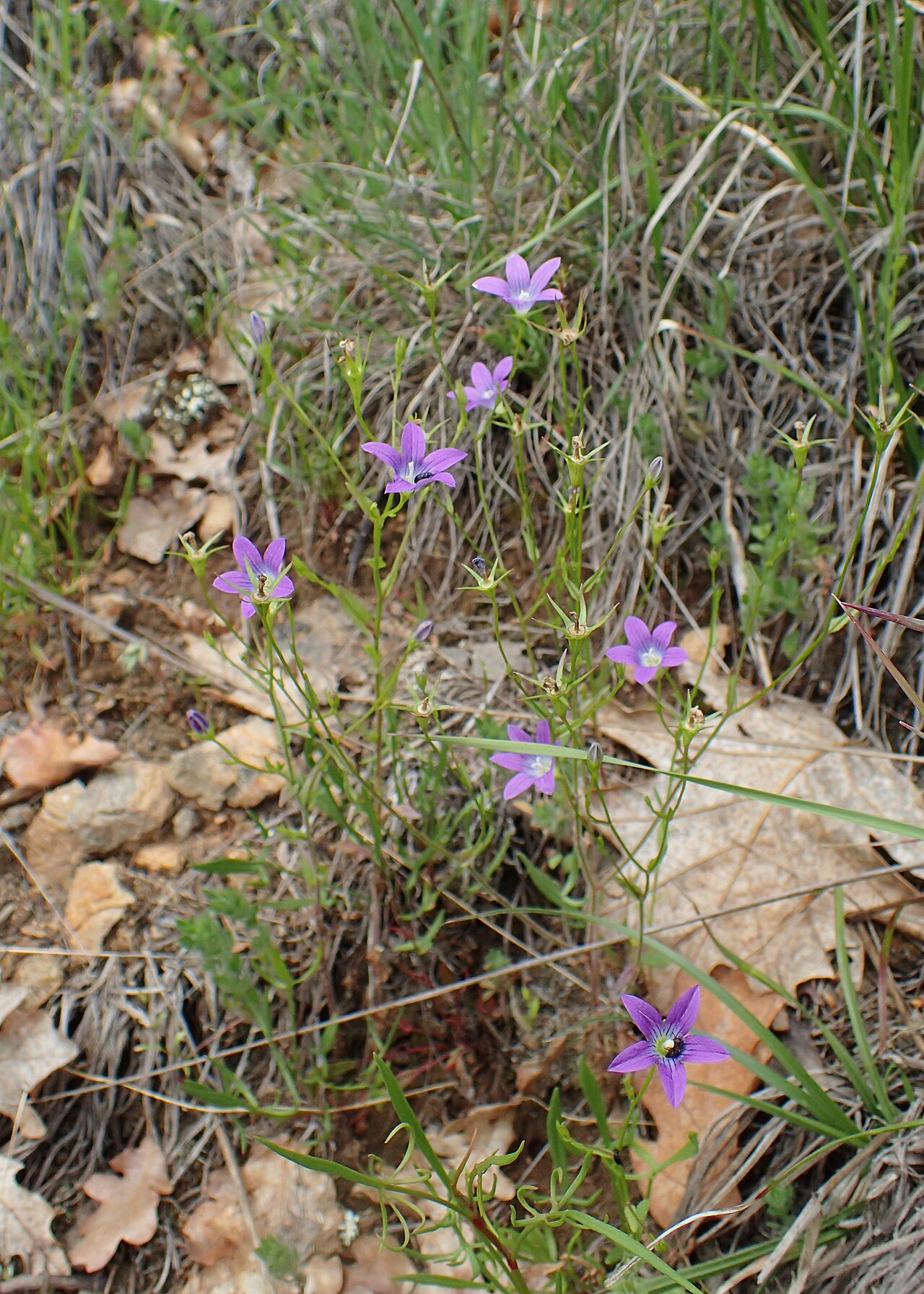 Campanula phrygia: Campanula phrygia in Balkan Botanic Garden of Kroussia, N Greece