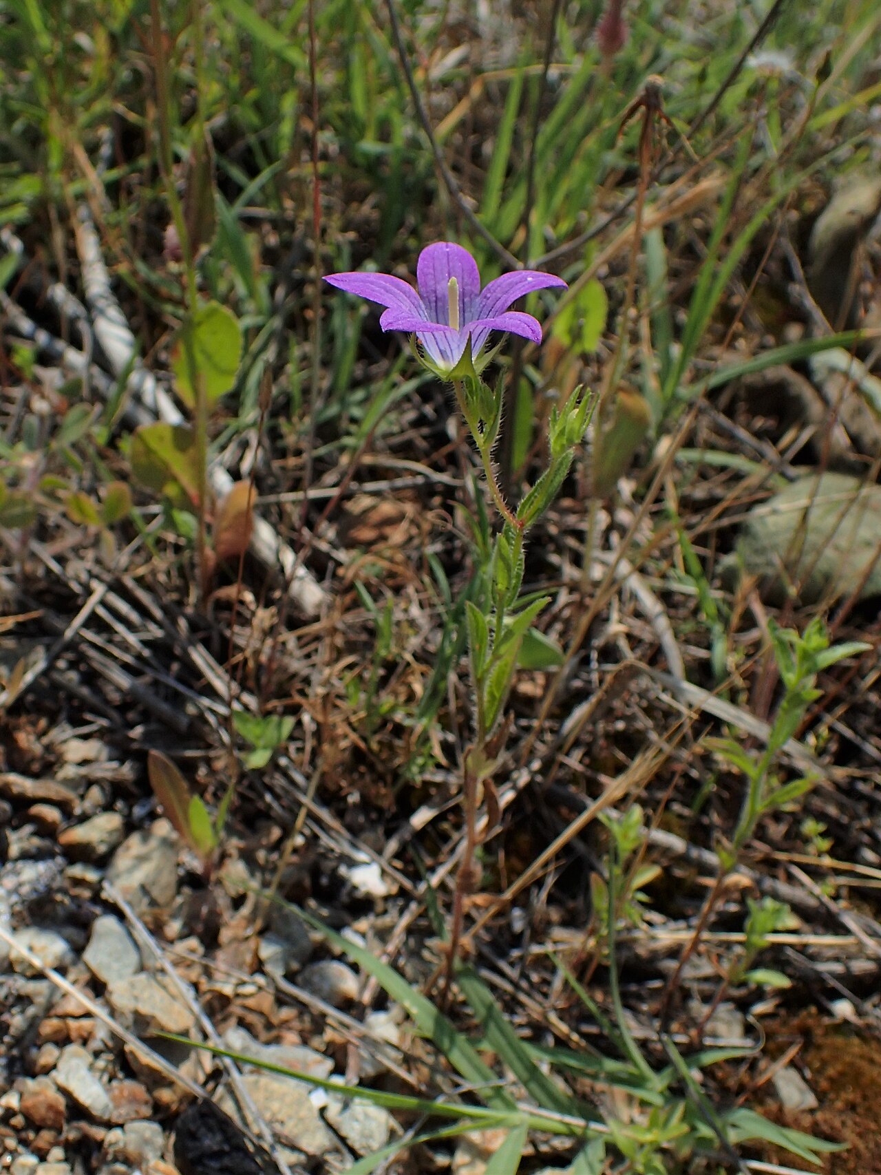 Campanula phrygia: Campanula phrygia in Plagia near Cherso, N Greece