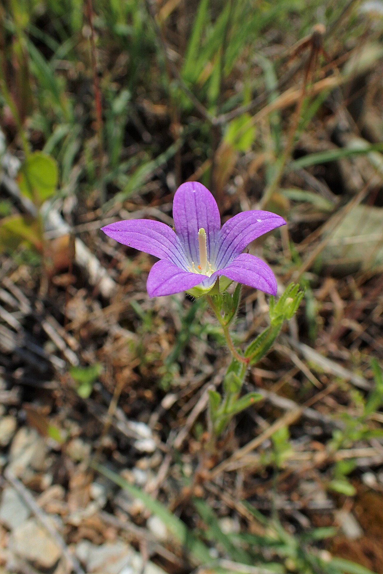 Campanula phrygia: Campanula phrygia in Plagia near Cherso, N Greece