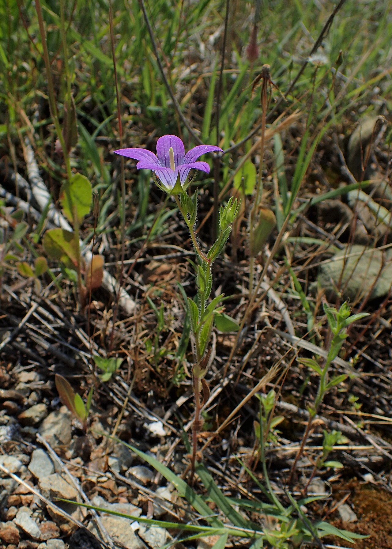 Campanula phrygia: Campanula phrygia in Plagia near Cherso, N Greece
