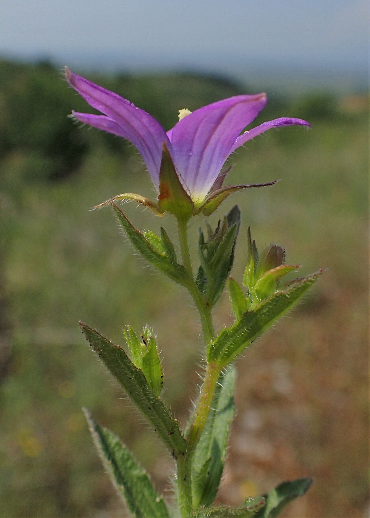 Campanula phrygia: Campanula phrygia in Plagia near Cherso, N Greece