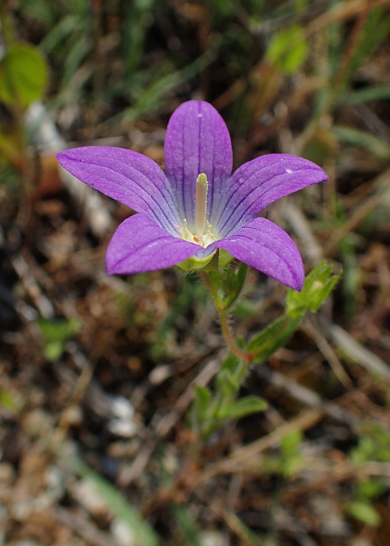 Campanula phrygia: Campanula phrygia in Plagia near Cherso, N Greece