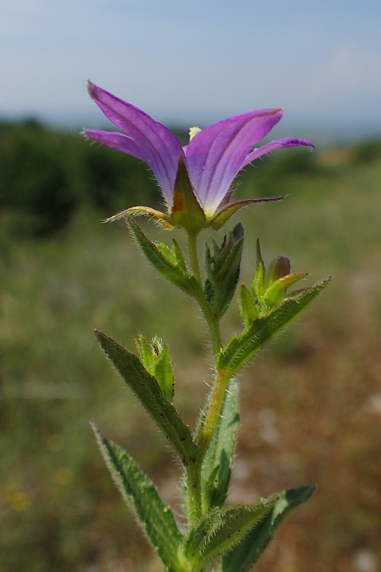 Campanula phrygia: Campanula phrygia in Plagia near Cherso, N Greece