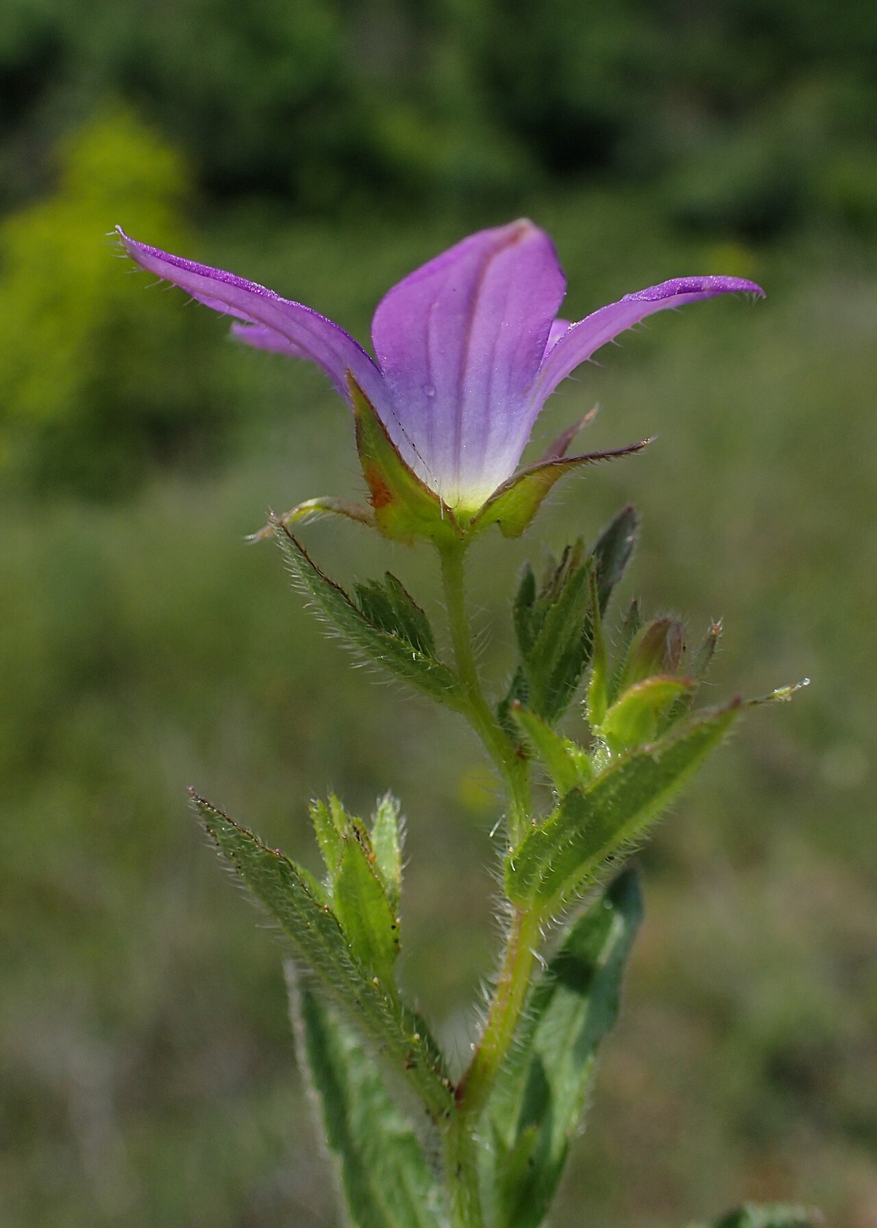 Campanula phrygia: Campanula phrygia in Plagia near Cherso, N Greece