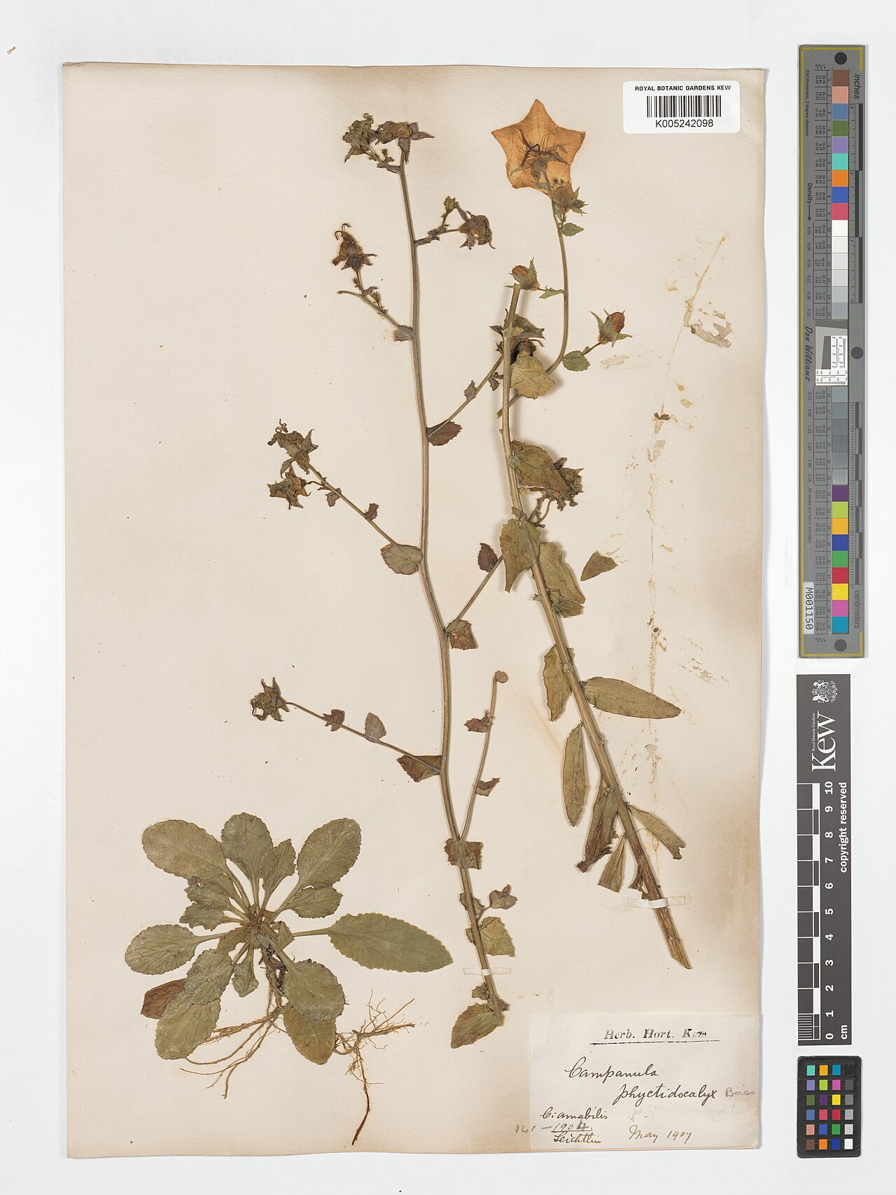 Campanula phyctidocalyx: Campanula phyctidocalyx — Herbarium specimen. Collected by s.coll.. Recorded in GBIF occurrence 5132755942 .