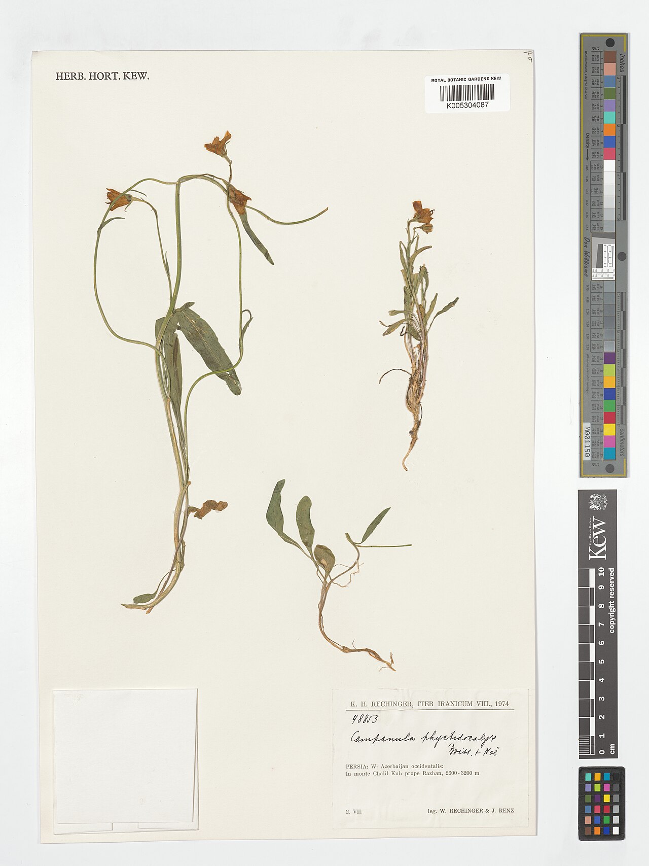 Campanula phyctidocalyx: Campanula phyctidocalyx — Herbarium specimen from W, Azerbaijan occidentalis, In monte Chalil Kuh prope Razhan, Iran. Collected by Rechinger, W.; Renz, J. (1974